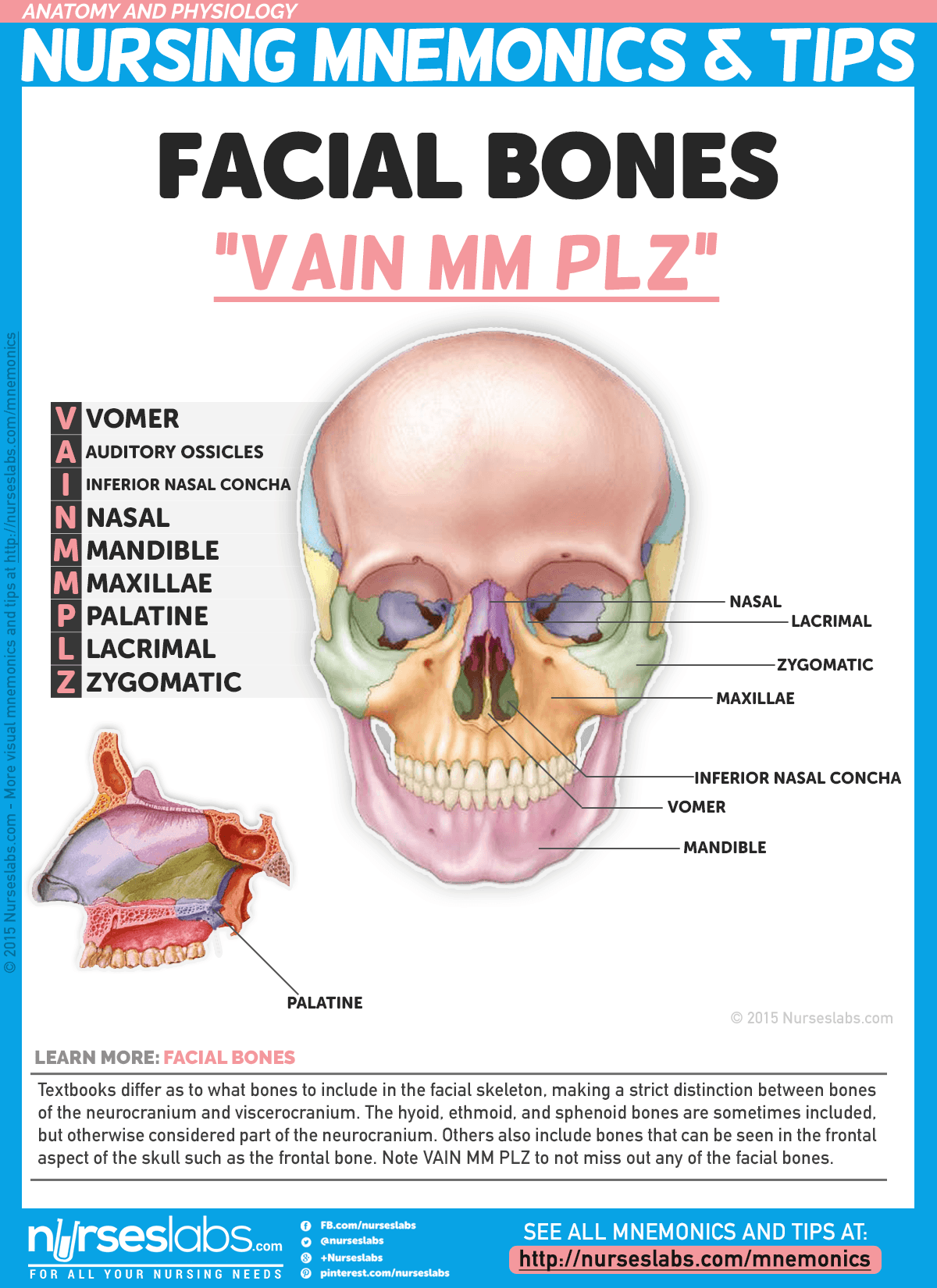 Cranial Facial Bones 115