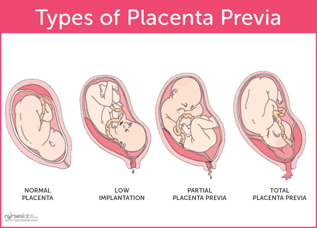 function-of-the-placenta-zero-to-finals