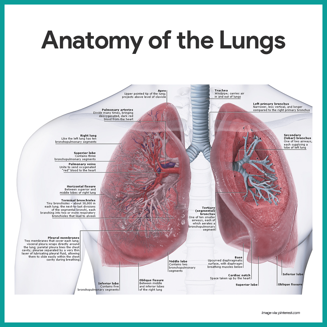 Bronchial Tree Anatomy Respiratory Lung Health Human Body Hot Sex Picture