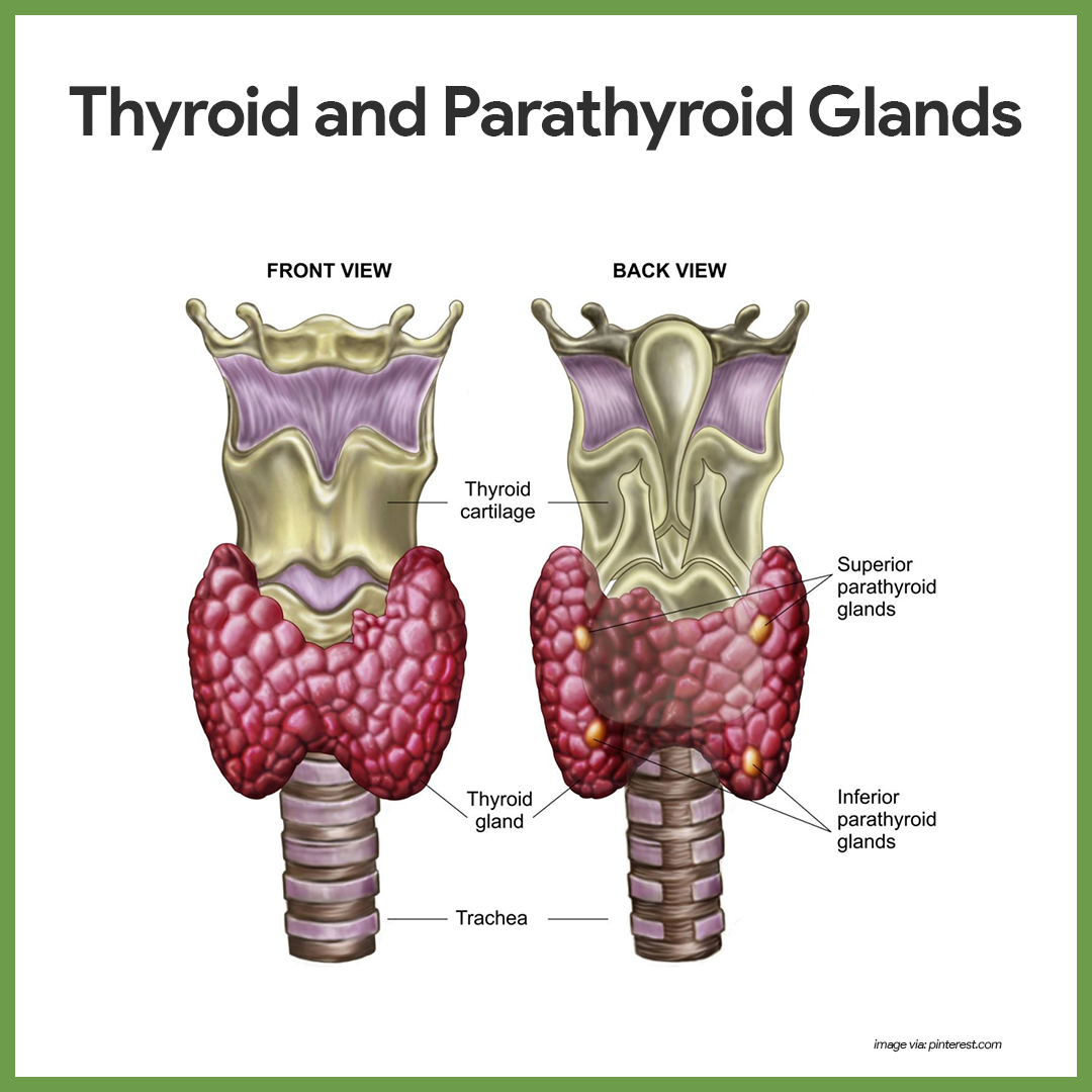 Endocrine System Anatomy And Physiology Nurseslabs