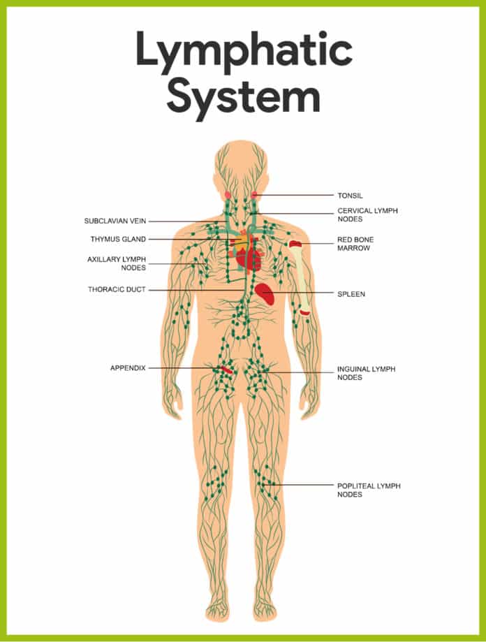 Lymphatic System Organs