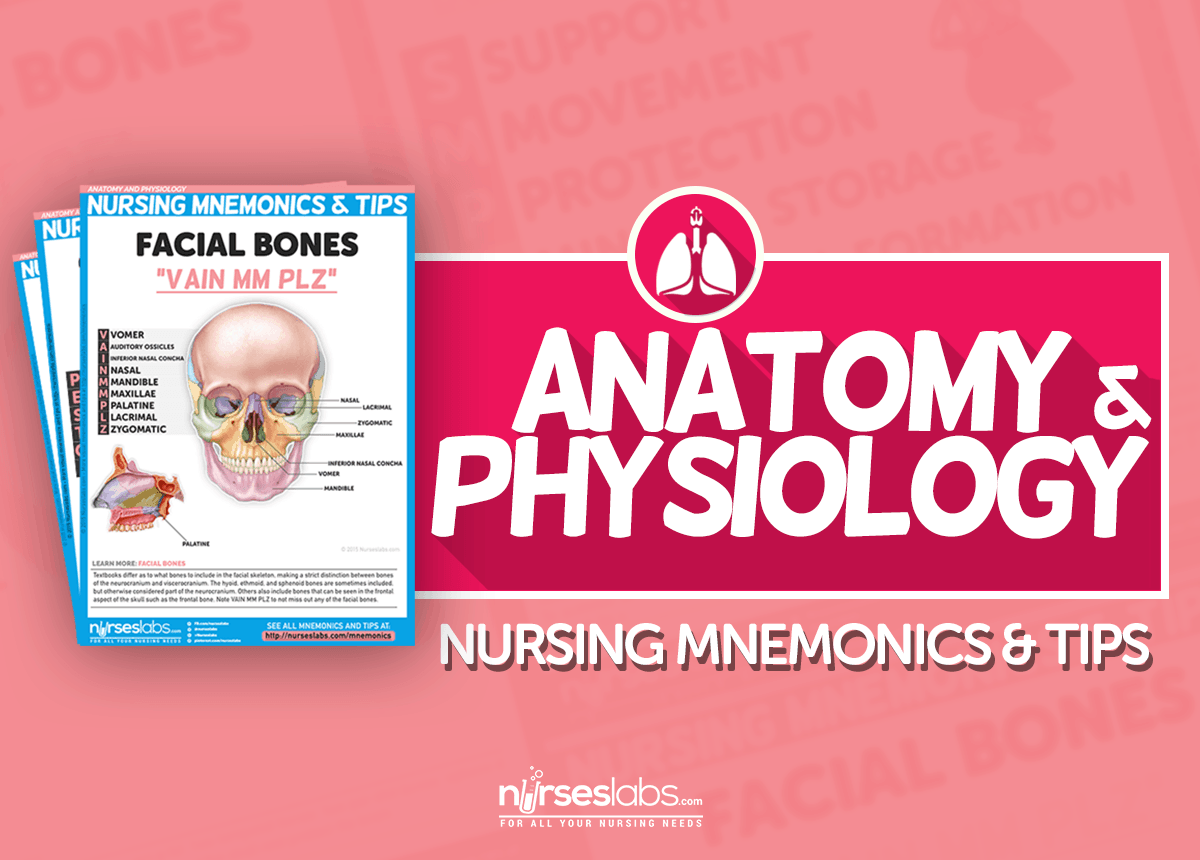 Skull Bones Mnemonic (Cranial and Facial Bones)