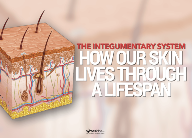 How The Integumentary System Lives Through a Lifespan