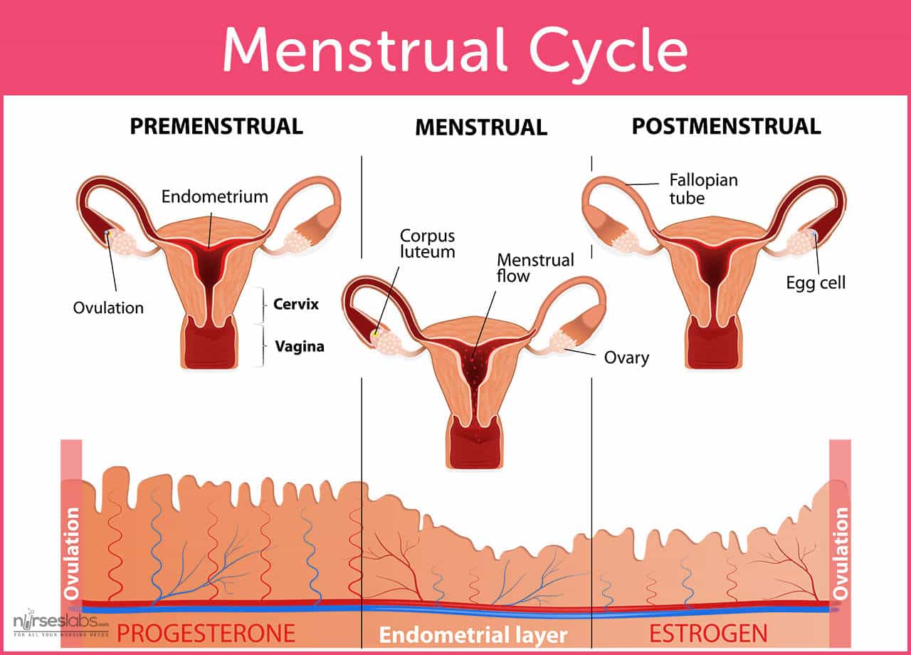 Phases of Menstrual Cycle