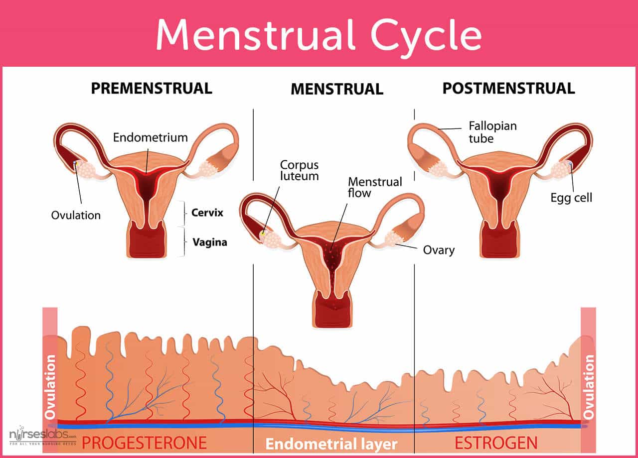 The Menstrual Cycle And Menstrual Disorders Nurseslabs The Menstrual Cycle And Menstrual Disorders Nurseslabs
