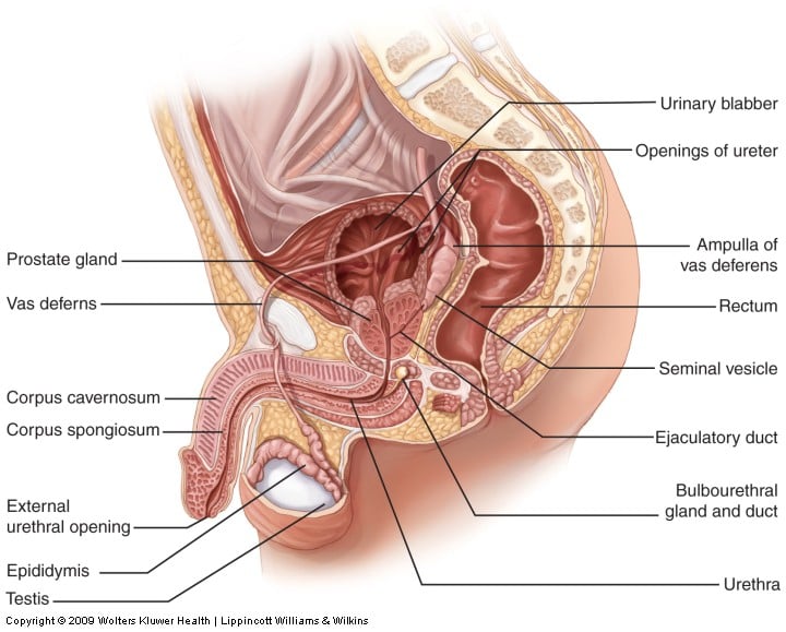 The Male Reproductive System Anatomy And Phyisiology