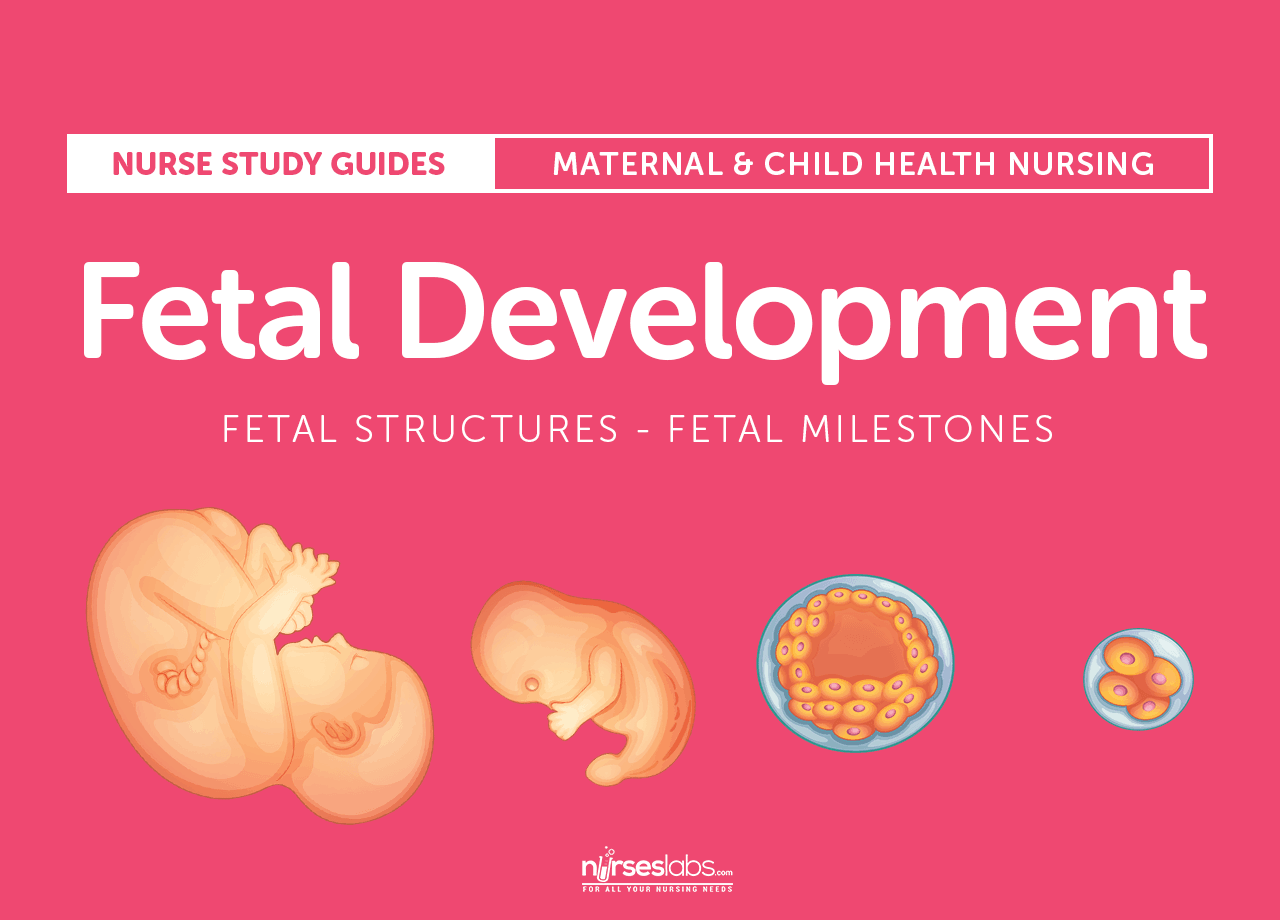 Fetal Development Structures And Milestones