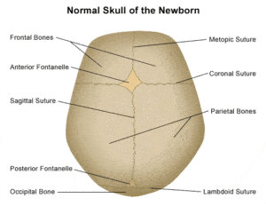 normal skull of newborn