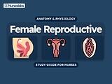 Female Reproductive System Anatomy and Physiology Nursing Study Guide