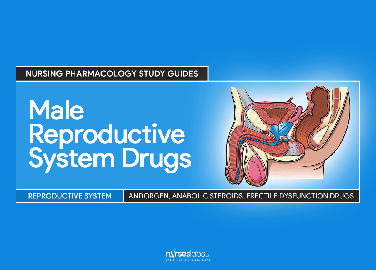 Male Reproductive System Drugs Nursing Pharmacology Guide