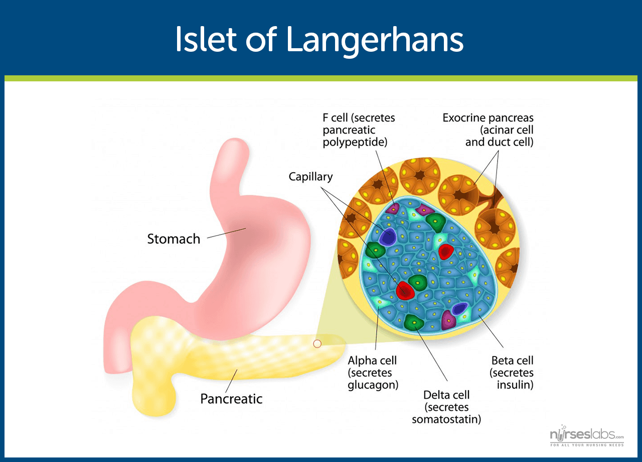 pancreas diabetes diagram