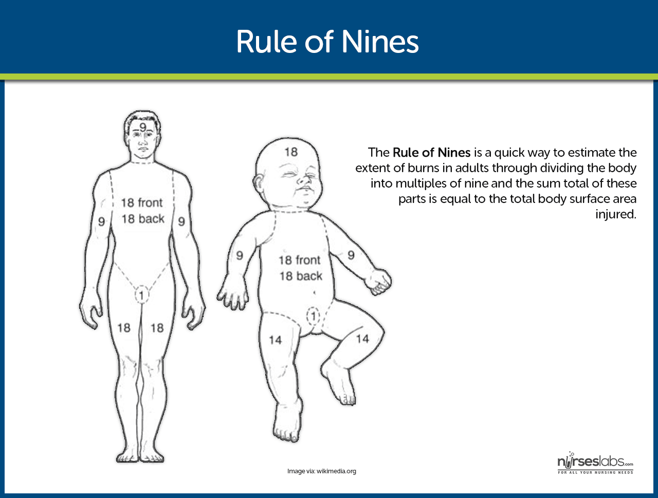 Rule Of Nines Burn Diagram