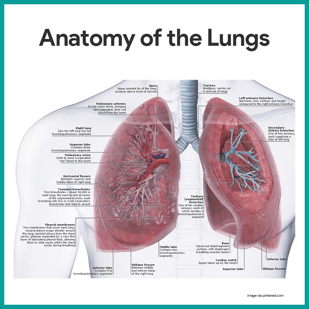 respiratory system functions and structure