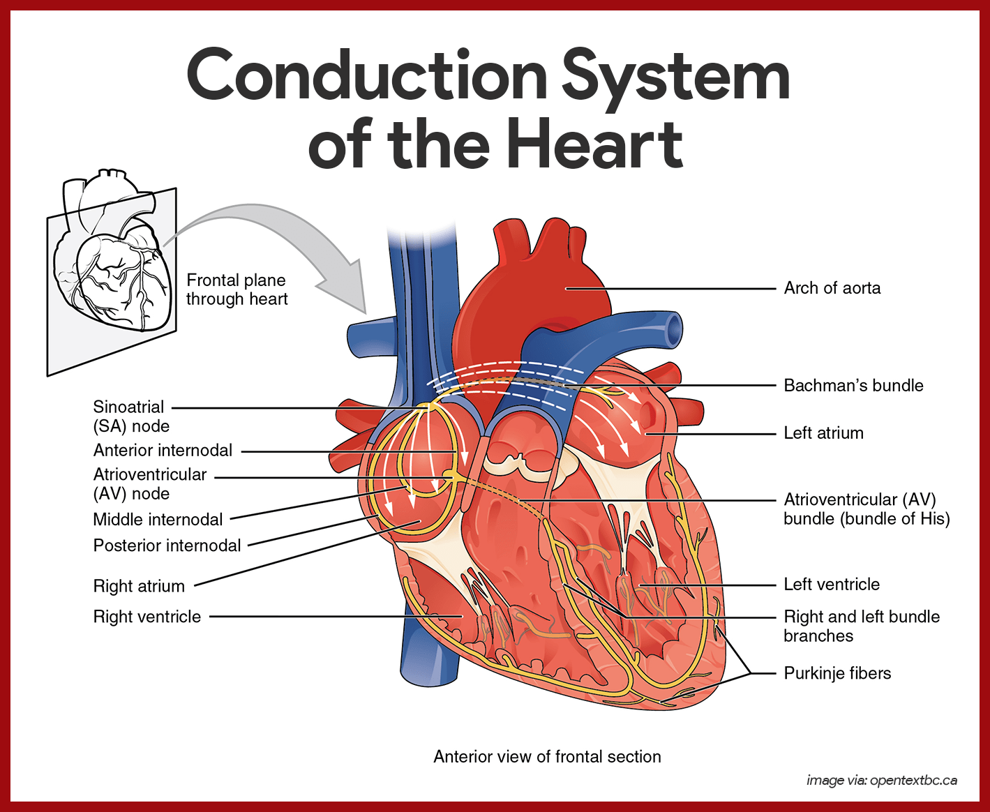 Conduction System of the Heart Anatomy and Physiology