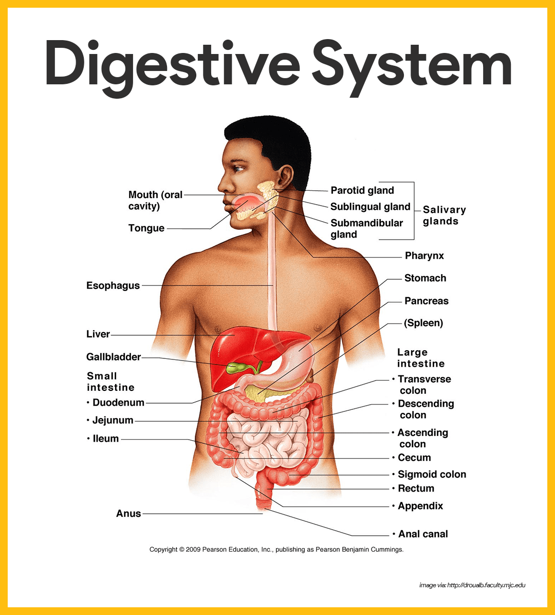 digestive system mouth salivary glands