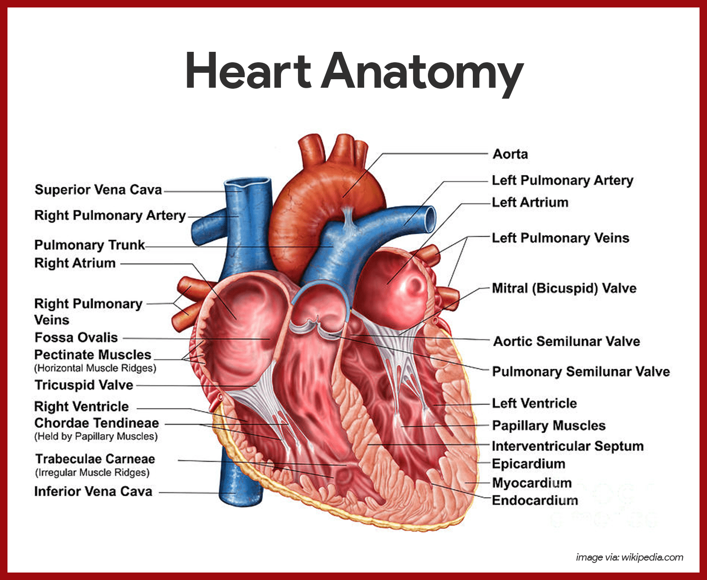 heart anatomy arteries