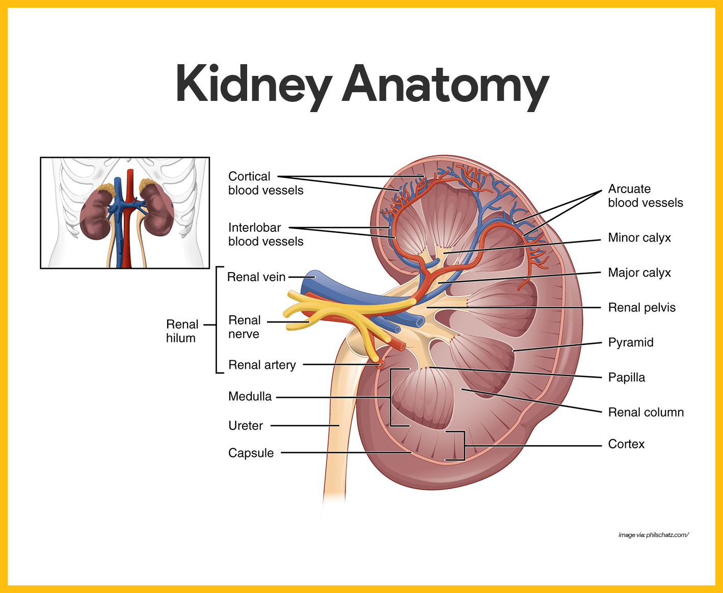 Urinary System Anatomy And Physiology Study Guide For Nurses