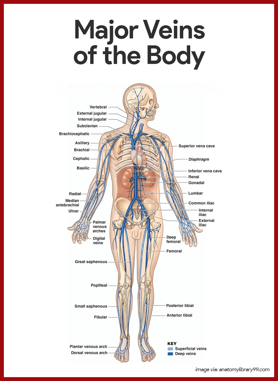 circulatory system assignment sheet