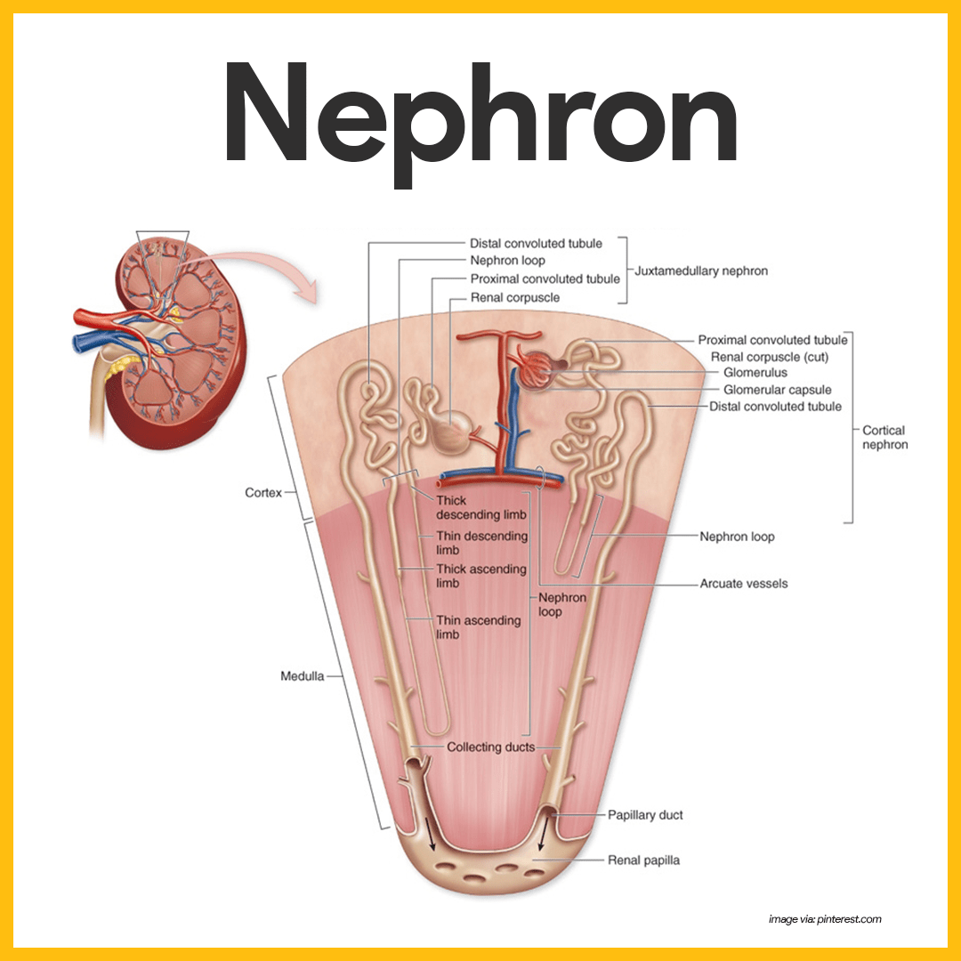 blank excretory system diagram