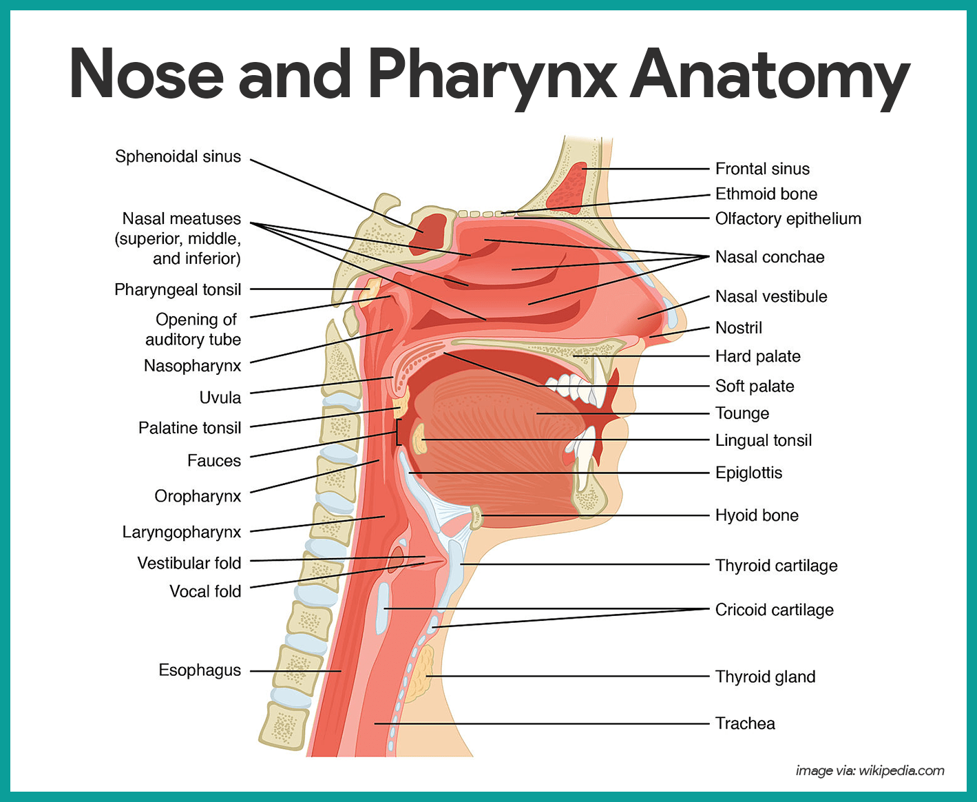 Nose and Pharynx Anatomy-Respiratory System Anatomy and Physiology