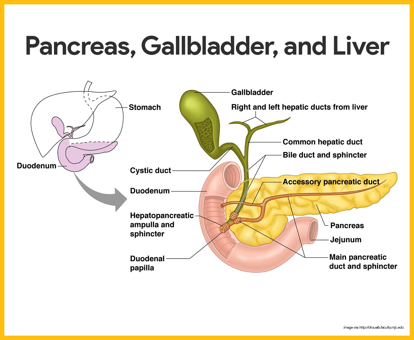 Digestion, physiology, the processing of food in the gut