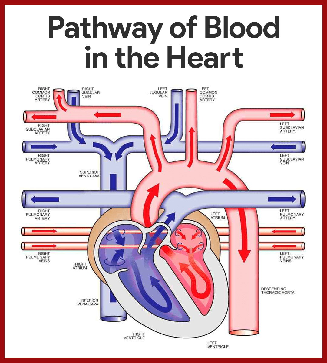 flow of blood through the heart