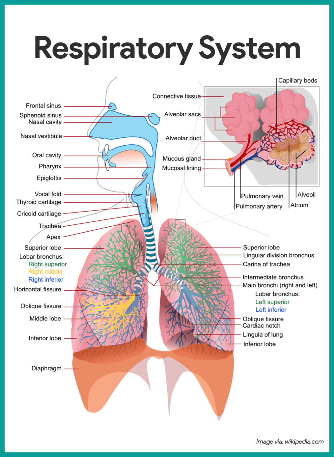 Respiratory System Anatomy and Physiology - Nurseslabs