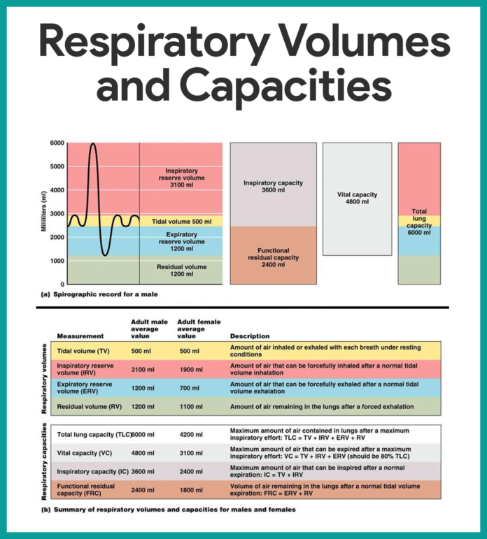 Respiratory System Anatomy and Physiology Nurseslabs