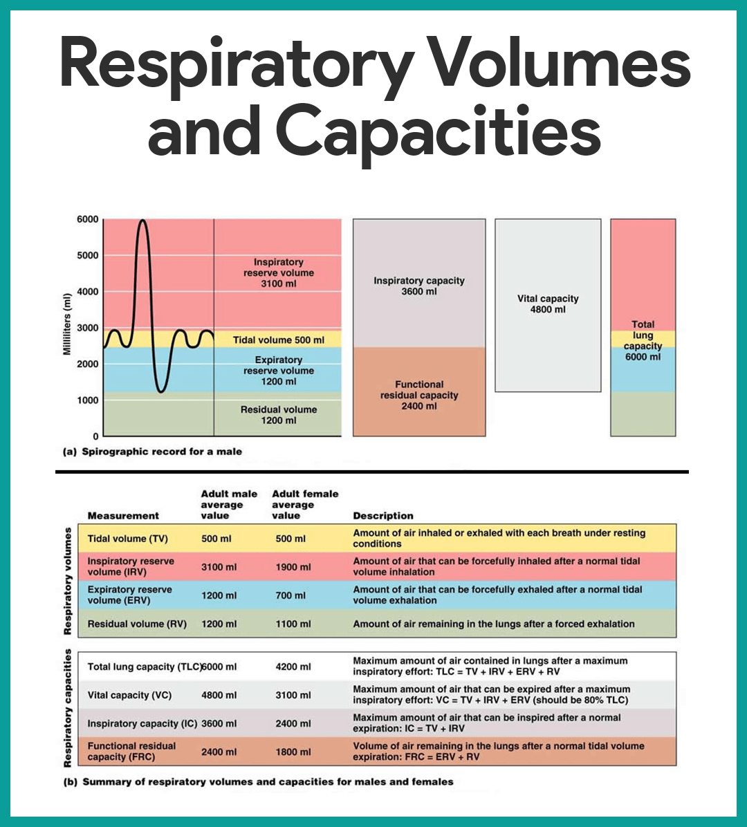 tidal volume definition quiet breathing