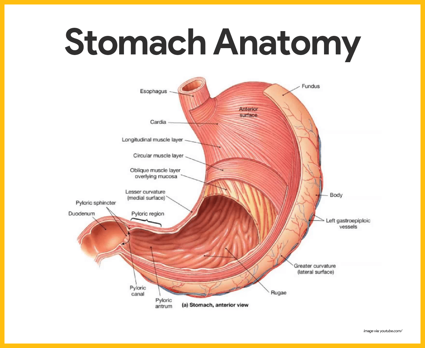 Digestive organs: Diagram, stomach, intestines, and more