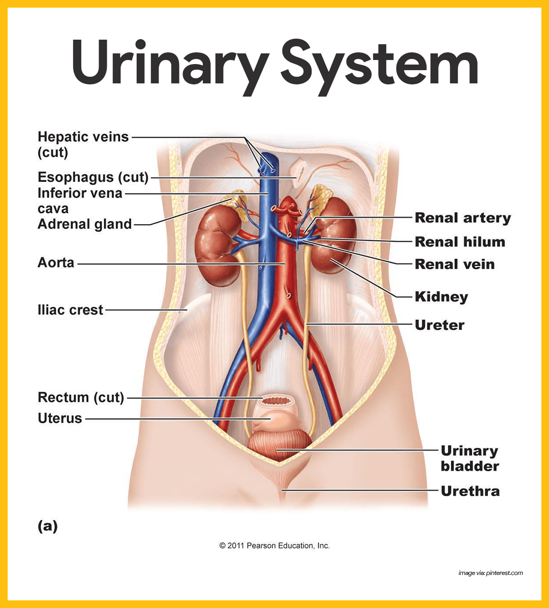 assignment of urinary system