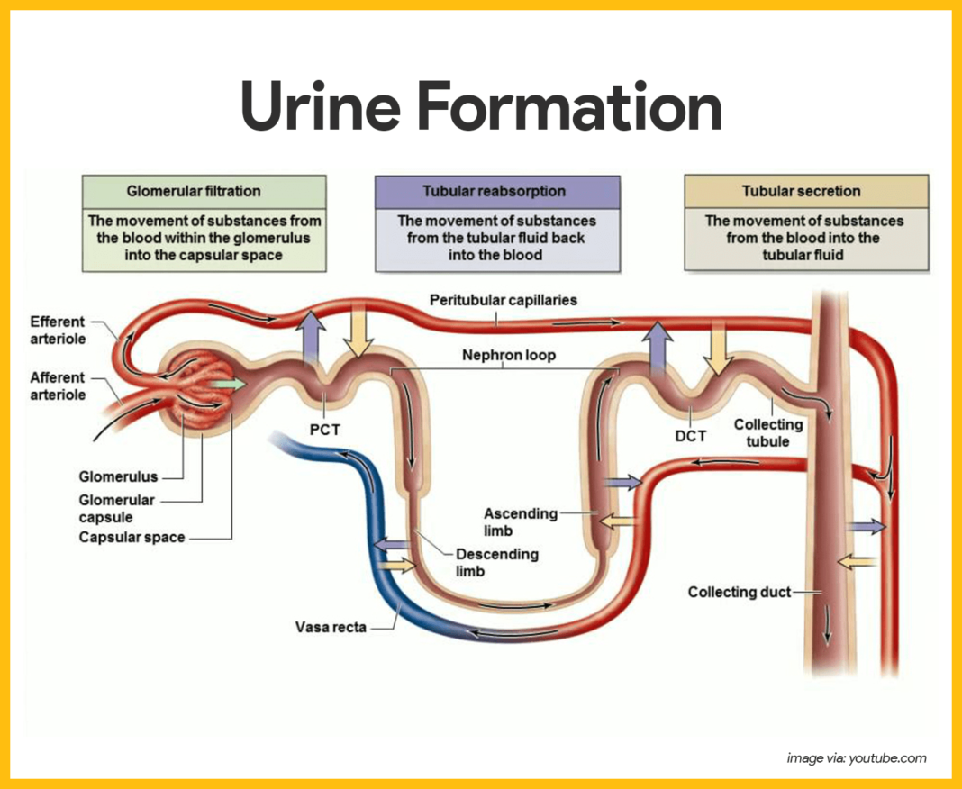 Urinary System Anatomy and Physiology Study Guide for Nurses