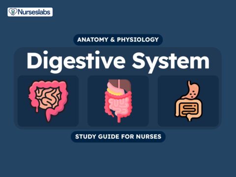 Digestive System Anatomy and Physiology Nursing Study Guide
