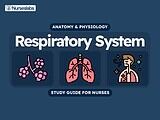 Respiratory System Anatomy and Physiology Nursing Study Guide