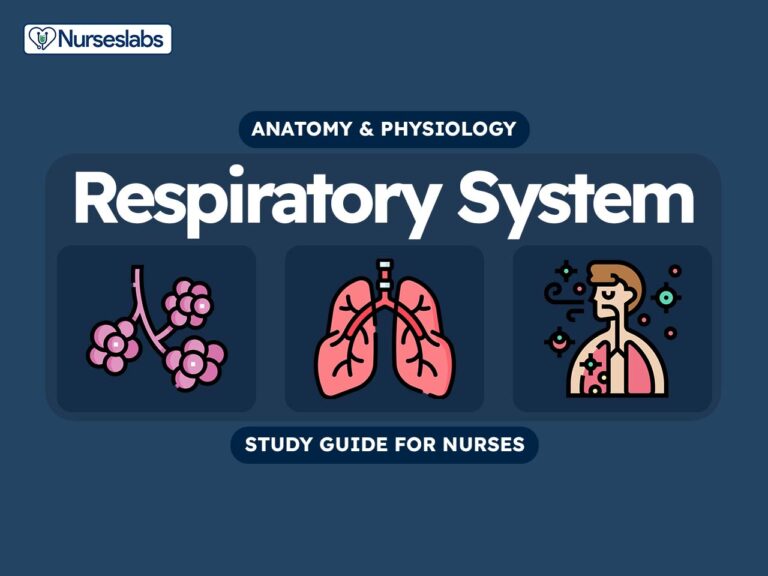 Respiratory System Anatomy and Physiology Nursing Study Guide