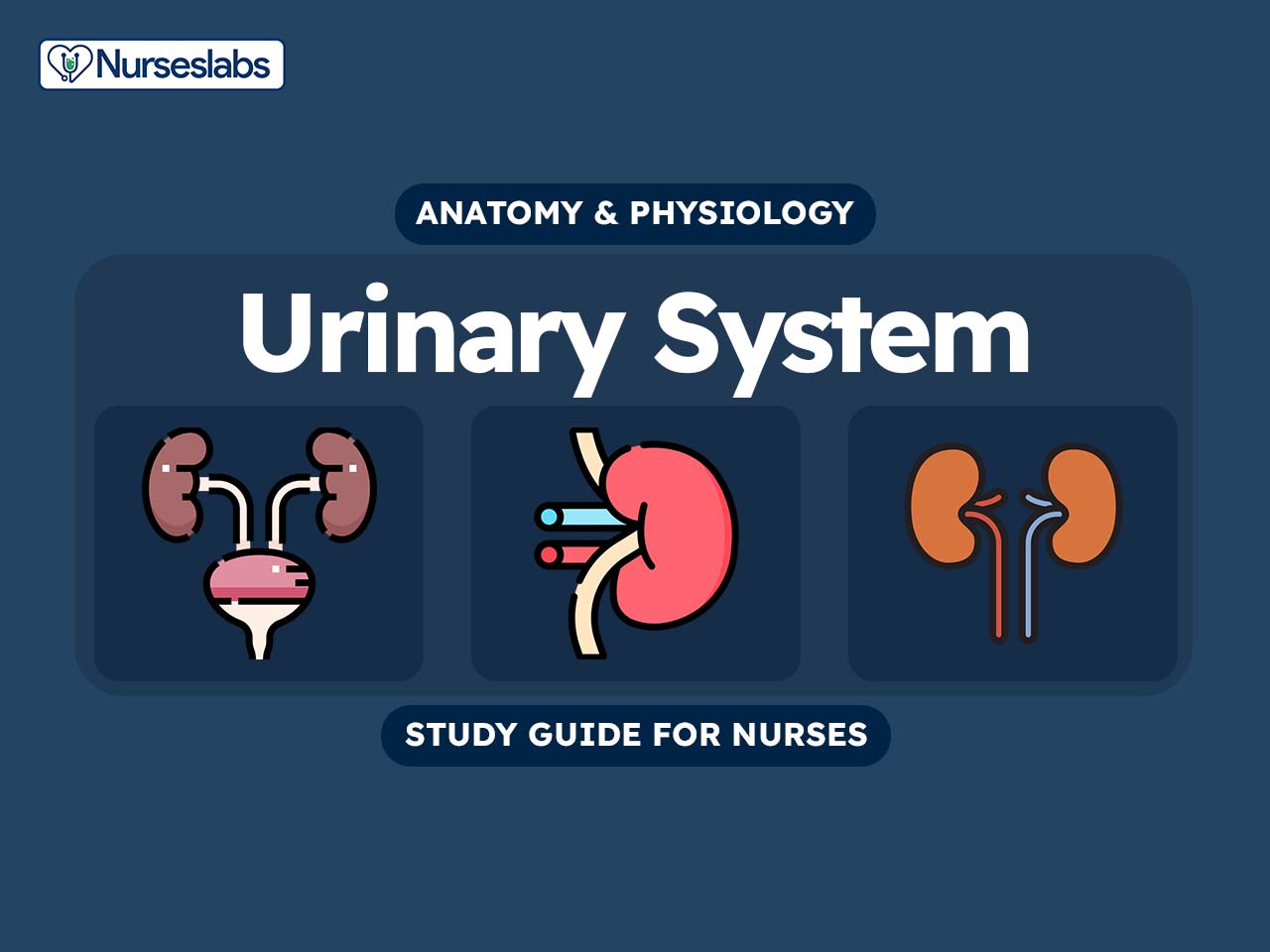 How to draw Human Urinary System step by step ...Human Urinary System  Diagram - YouTube