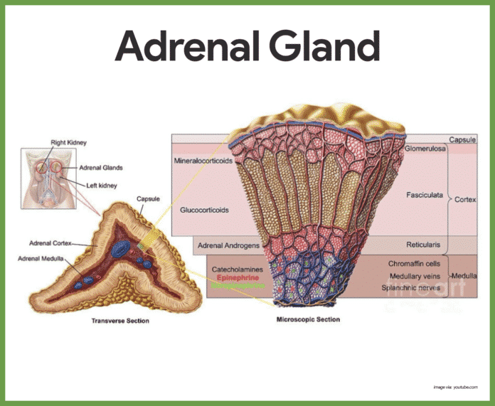 the adrenal gland is located