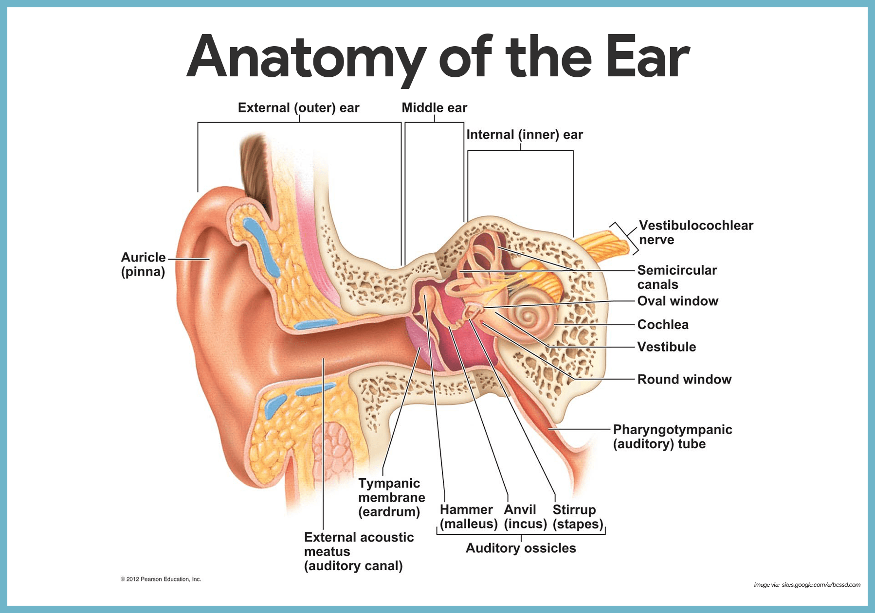 Anatomy of human ear, auditory ossicles, malleus,incus, stapes