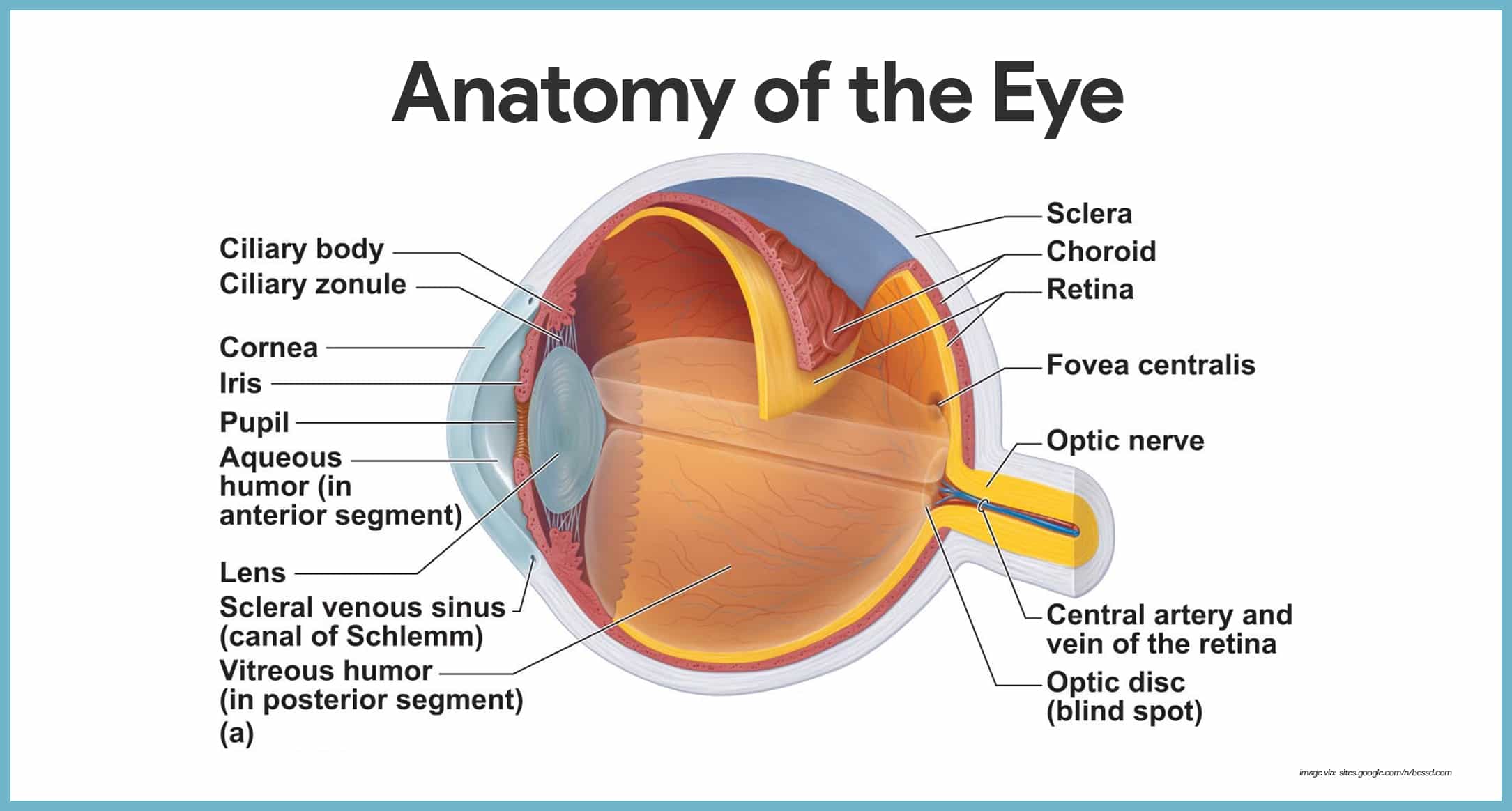 Draw a diagram of vertical section of human eye and label the following  parts.a) Foveab) Lens