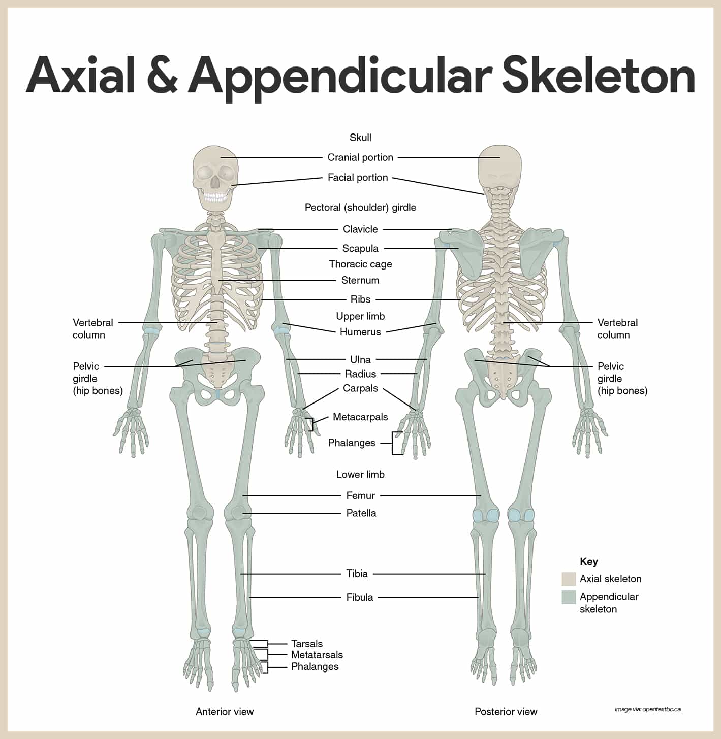 how many bones in axial and appendicular skeleton