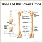 Skeletal System Anatomy and Physiology - Nurseslabs