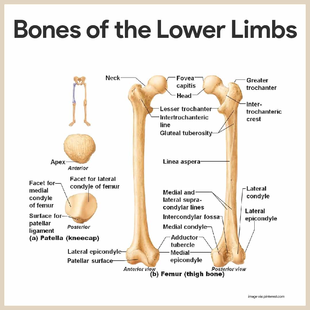 Pelvic Girdle. Coxal Bones. Lower Limb