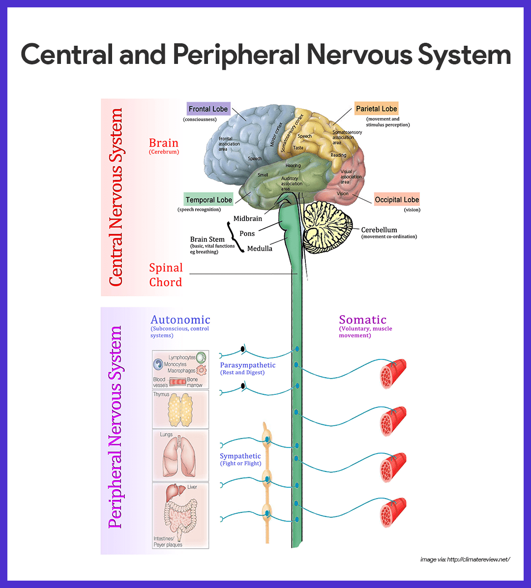 Organization Of The Nervous System Chart