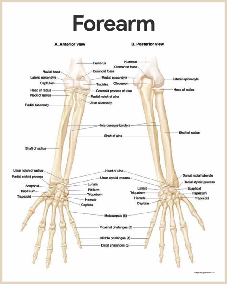 Skeletal System Anatomy and Physiology - Nurseslabs