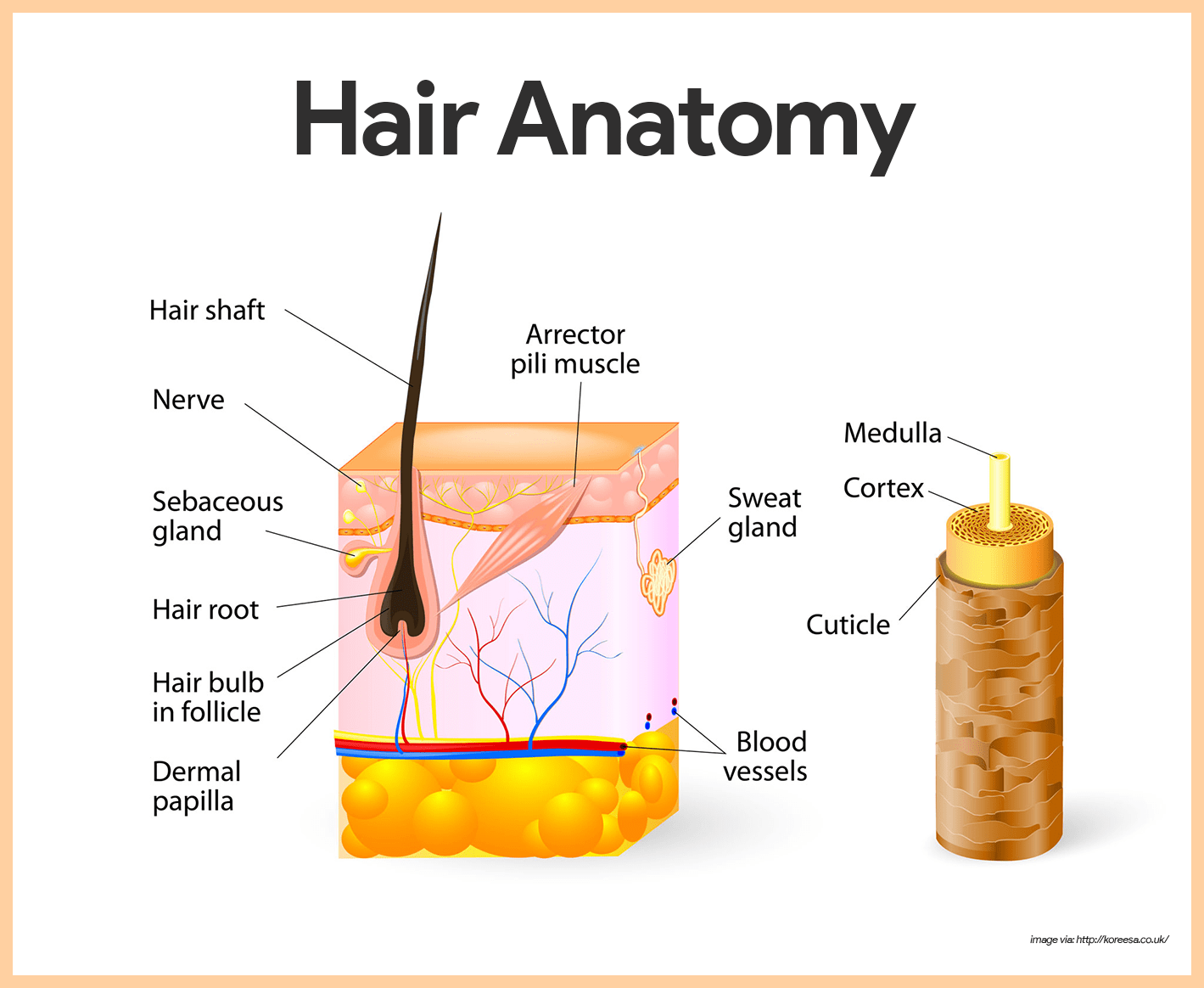 Hair Structure And Function  bartleby