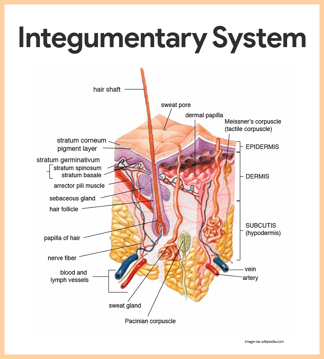 human integumentary system organs