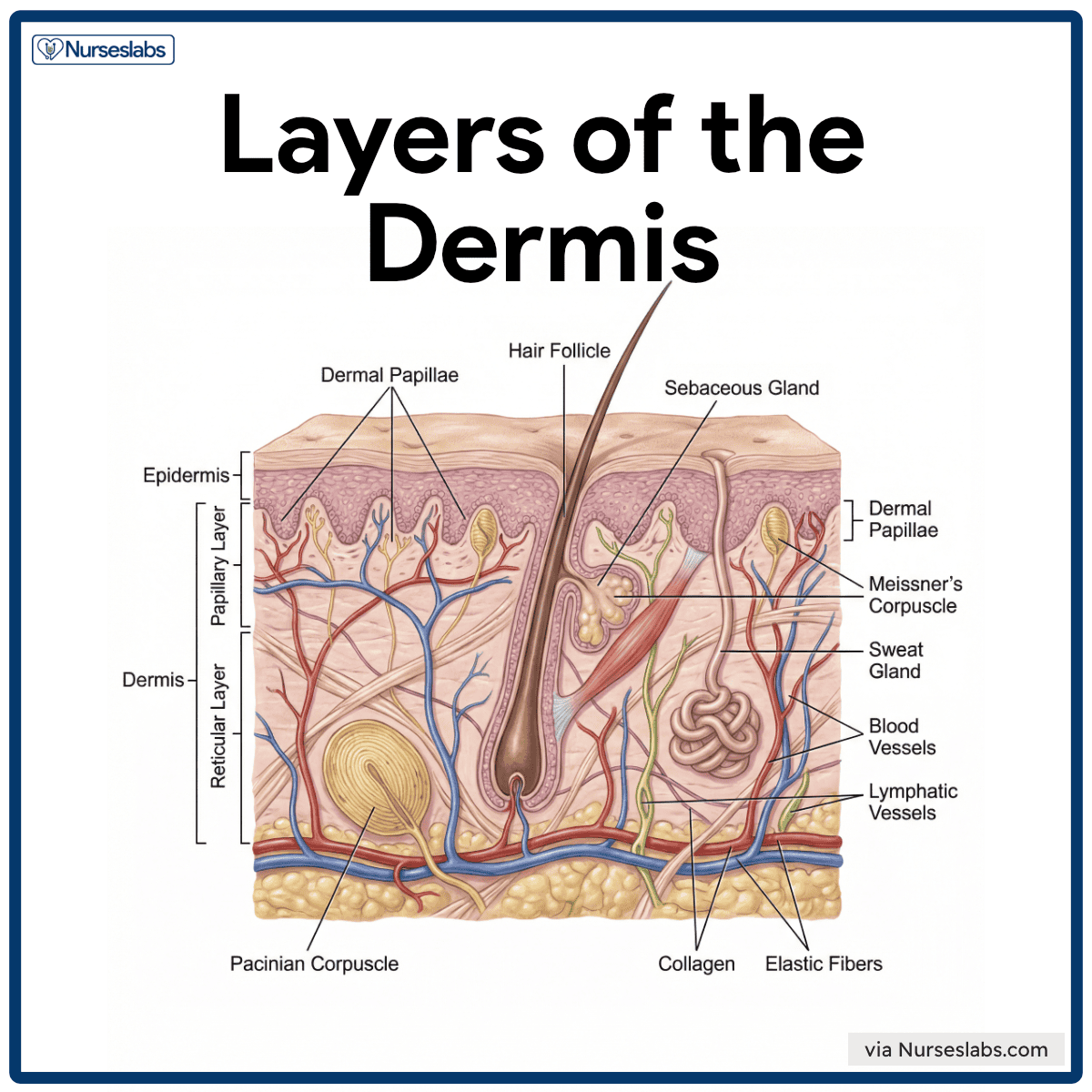 1. Cross-section of skin showing layers and structures, including hair follicles and blood vessels.