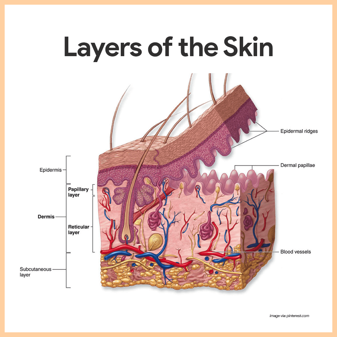 basic parts of the skin