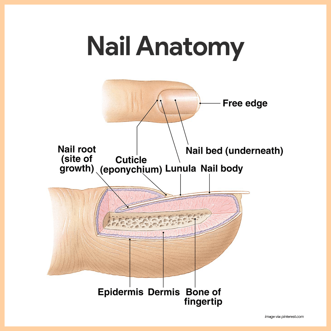 😊 Parts of the nail. Integumentary System, Part 3: Nails. 2019-03-06