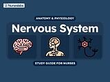 Nervous System Anatomy and Physiology Nursing Study Guide